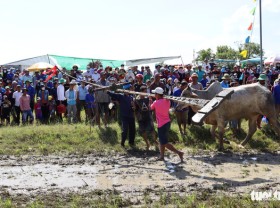 Image: Ox racing comes back to Vietnam's Mekong Delta after two years of COVID-19