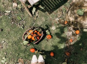 Image: 5 fruit-laden persimmon gardens in Da Lat that are both beautiful and satisfying to eat on the spot are waiting for you to visit
