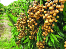 Image: Van Dien fertilizer meets organic standards