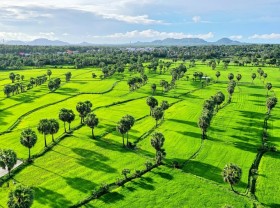 Image: The colors of rice fields in Tinh Bien
