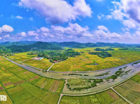 Image: A unique way of harvesting rice where the harvester “loses”