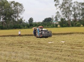 Image: Australia backs over AU$5 million for rice production in Mekong Delta