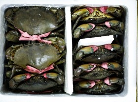 Image: Ca Mau crab soup shop sells 1,000 bowls per day, with bowls up to 14$