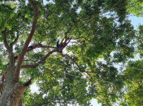 Image: Climbing to the top of the tree to harvest ‘black gold’, farmers pocket thousands of dollars