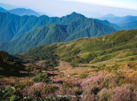Image: Discover the beautiful paradise of cloud and Swertia flower in the Northwest region