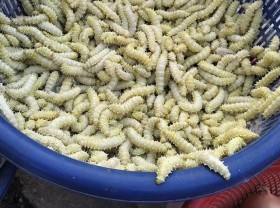Image: Famous specialties in Phu Tho cost 7$ / kg, eat fleshy, greasy, and nutritious