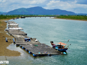 Image: Farming seafood “miracle medicine” on… ropes, collecting tens of millions of dong per crop