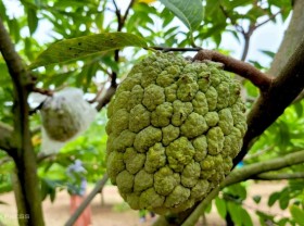 Image: Growing ‘giant’ Custard apple has earned thousand dollar