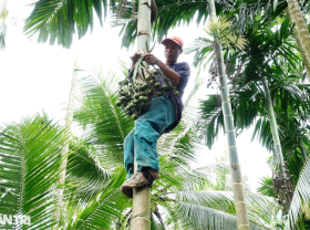 Image: Heartbroken, frowning at “Spider-Man” running on a body tree Arecaceae