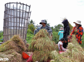 Image: How to harvest “unique” rice in the West