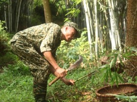 Image: Hunting for ant eggs