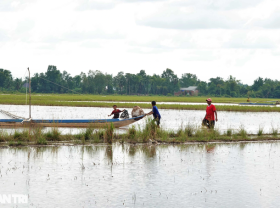 Image: Make a lot of money with the job of pushing the Con in the field in the floating season