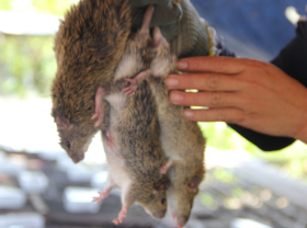 Image: Make thousands of dollars every day from destructive animals that “cannot destroy”
