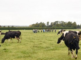 Image: Irish agriculture: Blessed by nature, easy to earn fortunes