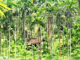 Image: Planting areca on the hill, the garden is beautiful like a movie set, and farmers count money evenly