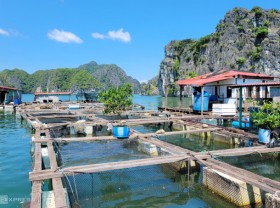 Image: Rare fish raft on Lan Ha Bay