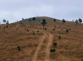 Image: See the beautiful and poetic burning grass season on Phuong Hoang hill, Quang Ninh