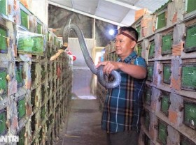 Image: The farmer risks raising children, many people are scared, and he earns huge profits