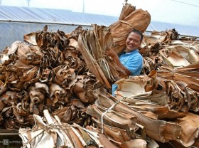 Image: The one who brought Mo areca to the world
