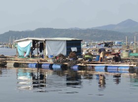 Image: Central provinces see shrimp deaths following storms and floods