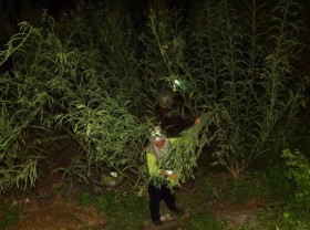 Image: Flood season in the West: Light up the lights in the middle of the night to pick Dien Dien flowers, earn 12 $ /day