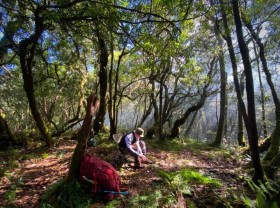 Image: Hundred-year-old rhododendron forest on the top of Truong Son
