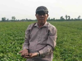 Image: China considers importing sweet potatoes from Vietnam
