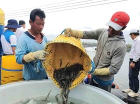 Image: Saline intrusion hits Mekong Delta’s agro-fishery sector