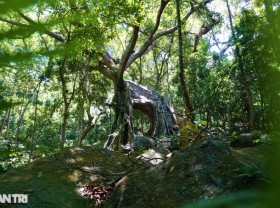 Image: Unique “bewildered banyan tree” nearly 1,000 years old on Son Tra peninsula