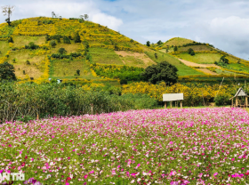 Image: Check-in vast wild sunflowers, a unique paragliding experience in Gia Lai