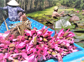 Image: Digging ditches in the garden to grow water lily crops to make vegetables, farmers live well