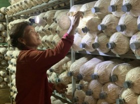 Image: Earn tens of thousands of dollars a year thanks to abalone mushrooms, golden breast milk