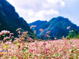 Image: Flowering season in October along the country: The Northwest has a very strange flower that not everyone knows