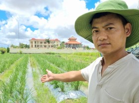 Image: Growing strange grass, harvesting from leaves to roots, earning tens of millions of dong a month