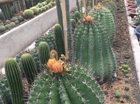 Image: Growing thorny plants full of himself, 7x An Giang earned tens of millions of dong