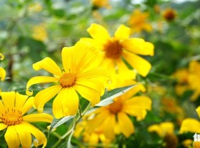 Image: Invite each other to the mountain to watch wild sunflowers bloom, leave the dust and go to a peaceful region