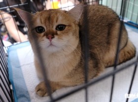 Image: More than 100 cats went to the national beauty contest, some of them nearly… 400 million dong