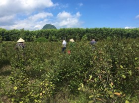 Image: Mountain workers earn nearly 1 million dong/session thanks to myrtle trees