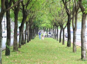 Image: New check-in point for young people in Saigon: Rows of sesame buds change their leaves to bold colors