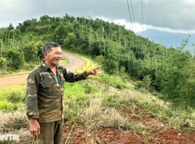 Image: Planting a “hundred-burnt” tree, the highland farmer earns thousands of dollars every month