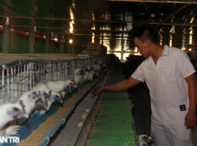 Image: Raising chickens to sleep in the air conditioner, listening to music to lay eggs, collecting 10 million VND per day