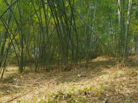 Image: Satisfying trees help mountainous people collect billions of money, once planted and harvested for 30 years