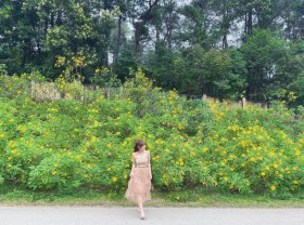 Image: See wild sunflowers in bloom at Ba Vi National Park