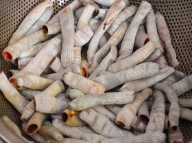 Image: Strange mouth Sa Sung (Peanut worm)- expensive sea worms, if you don’t eat it, you will be afraid to try it, but you will love it