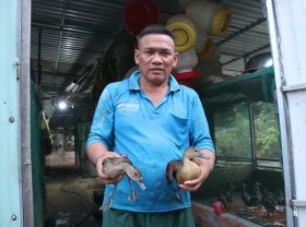 Image: The Cham man, raising children to eat grass, and sleep on the bank earns tens of thousands of dollars