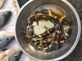 Image: The fish that used to be full of no one knows, is now a famous specialty that is strangely popular, $16/kg
