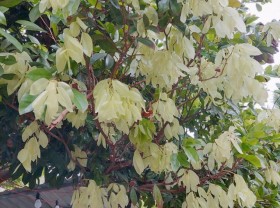 Image: The kind of tree with fallen leaves that no one picks up is a specialty only in the West, priced at 4 $/kg