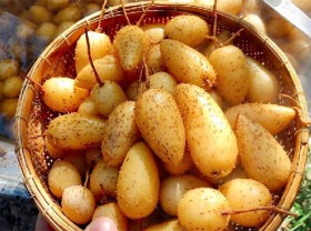 Image: The old tubers that poor people only eat, now “make money”, people grow 9 months of big profits