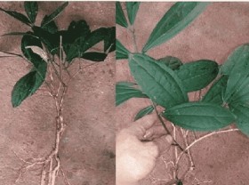 Image: The plant that grows wild in Vietnam is unexpectedly precious ginseng, the people who dig to sell it for $15/kg