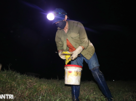 Image: The profession is only enlisted at night, the income is higher than rice farming